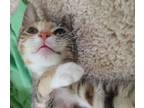 Adopt Pistachio a Tortoiseshell Domestic Shorthair (short coat) cat in Bowie