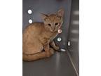 Adopt 53937989 a Orange or Red Domestic Shorthair / Domestic Shorthair / Mixed