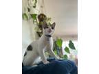 Adopt Picadillo a White (Mostly) Oriental / Mixed (short coat) cat in San Diego