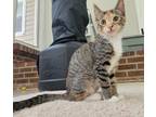 Adopt Hazelnut a Tortoiseshell Domestic Shorthair (short coat) cat in Bowie