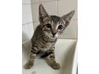 Adopt Renji a All Black Domestic Shorthair / Domestic Shorthair / Mixed cat in