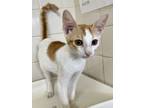 Adopt Pinto a Orange or Red Domestic Shorthair / Domestic Shorthair / Mixed cat