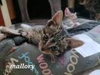Adopt Mallory a Brown or Chocolate Domestic Shorthair / Domestic Shorthair /