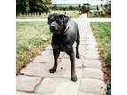 Adopt Ryker a Black Rottweiler / Terrier (Unknown Type, Small) / Mixed dog in