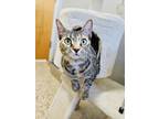 Adopt Spider a Gray or Blue Domestic Shorthair / Domestic Shorthair / Mixed cat