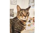 Adopt Pecan (Pounce Cat Cafe) a Brown or Chocolate Domestic Shorthair / Domestic