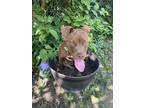 Adopt Margarita a Brown/Chocolate - with White American Staffordshire Terrier /