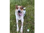 Adopt Trigger a Tricolor (Tan/Brown & Black & White) Australian Cattle Dog /