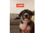 Adopt Juliet a Black - with White Shepherd (Unknown Type) / Mixed Breed (Medium)