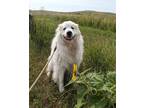 Adopt Martha Mae a White - with Red, Golden, Orange or Chestnut Great Pyrenees /