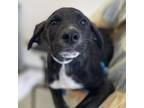 Adopt Magazine a Brindle Shepherd (Unknown Type) / Mixed dog in Nashville