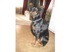 Adopt Rolex a Black - with Tan, Yellow or Fawn Doberman Pinscher / Mixed dog in