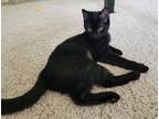 Adopt Cashew a All Black Domestic Shorthair (short coat) cat in Bowie