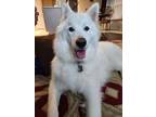 Adopt Bela a White Husky / Mixed dog in Frisco, TX (38923489)