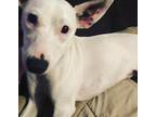 Adopt Athena a White Mutt / Mutt / Mixed dog in Greensboro, NC (38923631)