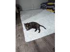 Adopt Luna a Calico or Dilute Calico Calico / Mixed (medium coat) cat in San