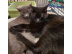 Adopt Jett & Gunner a All Black Domestic Shorthair (short coat) cat in