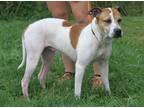 Adopt Mary a White - with Tan, Yellow or Fawn Coonhound (Unknown Type) / Hound