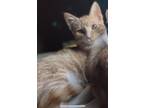 Adopt Max a Orange or Red (Mostly) Domestic Shorthair / Mixed (short coat) cat