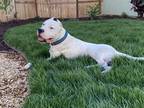 Adopt Odin a White - with Black Dogo Argentino / Mixed dog in Rocklin