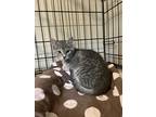 Adopt Karen a Gray or Blue Domestic Shorthair / Domestic Shorthair / Mixed cat