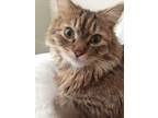 Adopt Leo a Brown Tabby Domestic Longhair / Mixed (long coat) cat in Colorado