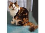 Adopt Felicity a Calico or Dilute Calico Calico (long coat) cat in Calabasas
