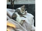 Adopt Kitten a Gray or Blue (Mostly) American Shorthair / Mixed (short coat) cat