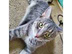 Adopt Toga a Gray, Blue or Silver Tabby Tabby / Mixed cat in Michigan City