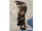 Adopt Artemis a Tortoiseshell Domestic Mediumhair / Mixed (medium coat) cat in