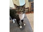 Adopt Harrison a Black & White or Tuxedo Tabby / Mixed (medium coat) cat in