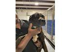 Adopt chance a Brown/Chocolate Mixed Breed (Medium) dog in Whiteville