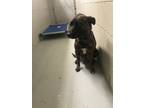 Adopt FRANNIE a Hound (Unknown Type) / Keeshond / Mixed dog in Henderson