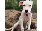 Adopt River a White - with Tan, Yellow or Fawn Dogo Argentino / Pit Bull Terrier