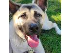 Adopt Shadow a Tan/Yellow/Fawn Akita / Mixed dog in Las Vegas, NV (38922887)