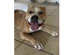 Adopt Unknown a White - with Tan, Yellow or Fawn American Pit Bull Terrier /