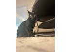 Adopt Lunda a All Black Bombay / Mixed (short coat) cat in Apex, NC (38922800)