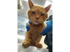 Adopt Toothless a Orange or Red Domestic Shorthair / Domestic Shorthair / Mixed