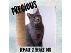 Adopt Precious a Domestic Shorthair / Mixed (short coat) cat in Port Jervis