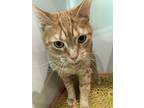 Adopt Molly a Orange or Red Domestic Shorthair / Domestic Shorthair / Mixed cat