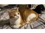 Adopt Bowser a Orange or Red Domestic Mediumhair / Mixed (medium coat) cat in