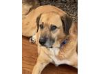 Adopt Buster a Brown/Chocolate - with White Black Mouth Cur / Labrador Retriever