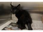 Adopt Burnt Biscuit a All Black Manx / Domestic Shorthair / Mixed cat in Newton