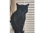 Adopt Star a All Black Bombay / Mixed (short coat) cat in Haltom City