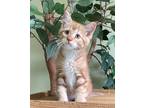 Adopt Rory a Orange or Red Domestic Shorthair / Domestic Shorthair / Mixed