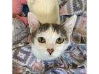 Adopt Wendy a White Domestic Shorthair / Mixed cat in Bountiful, UT (38922398)