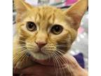 Adopt Cy (Orangesicle) a Orange or Red Domestic Shorthair / Mixed cat in