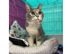 Adopt Penelope a Gray or Blue Russian Blue / Mixed cat in Bountiful