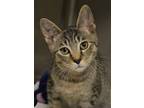 Adopt Cricket 49796 a Brown or Chocolate Domestic Shorthair / Domestic Shorthair