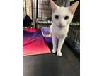 Adopt Ellie a White Domestic Shorthair / Domestic Shorthair / Mixed cat in